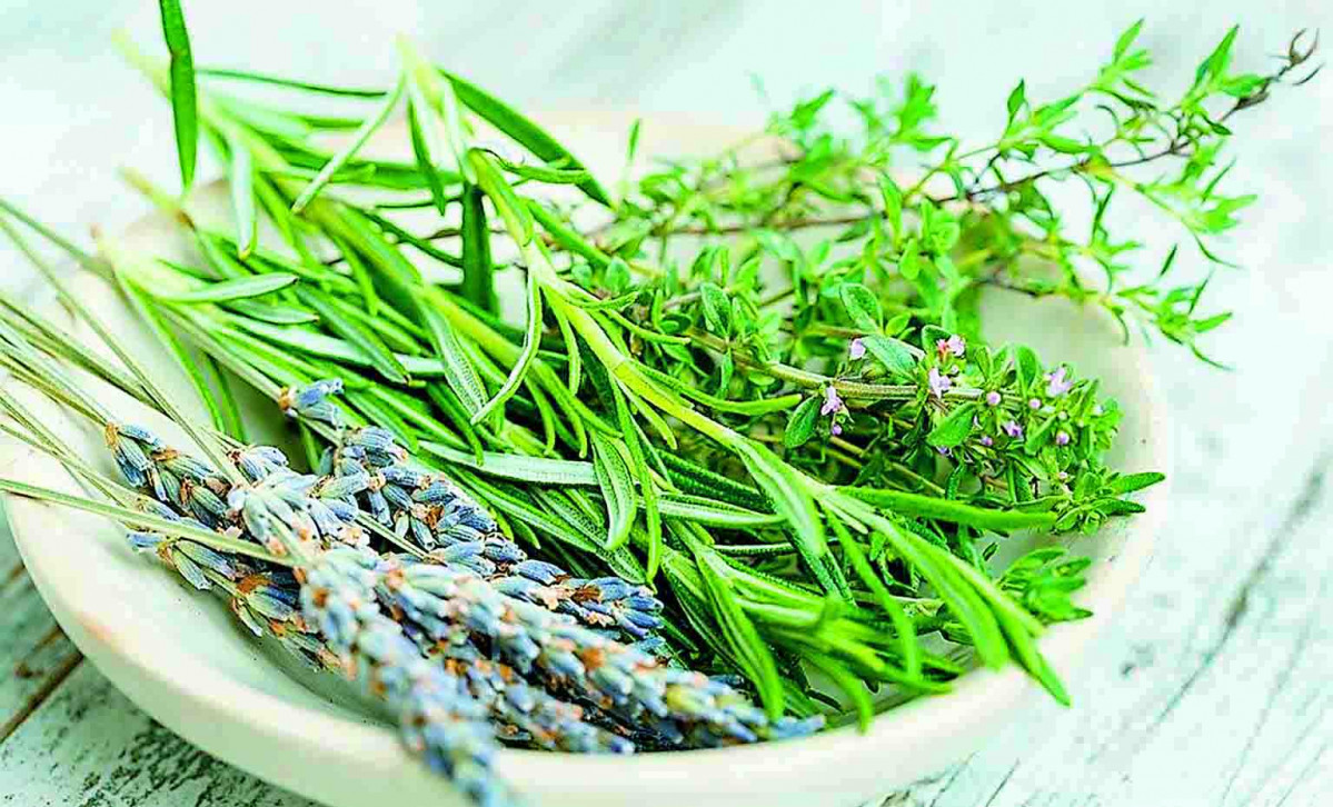 Herbes aromàtiques 2