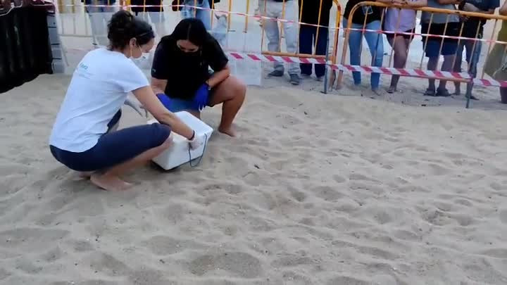 Tortugues2
