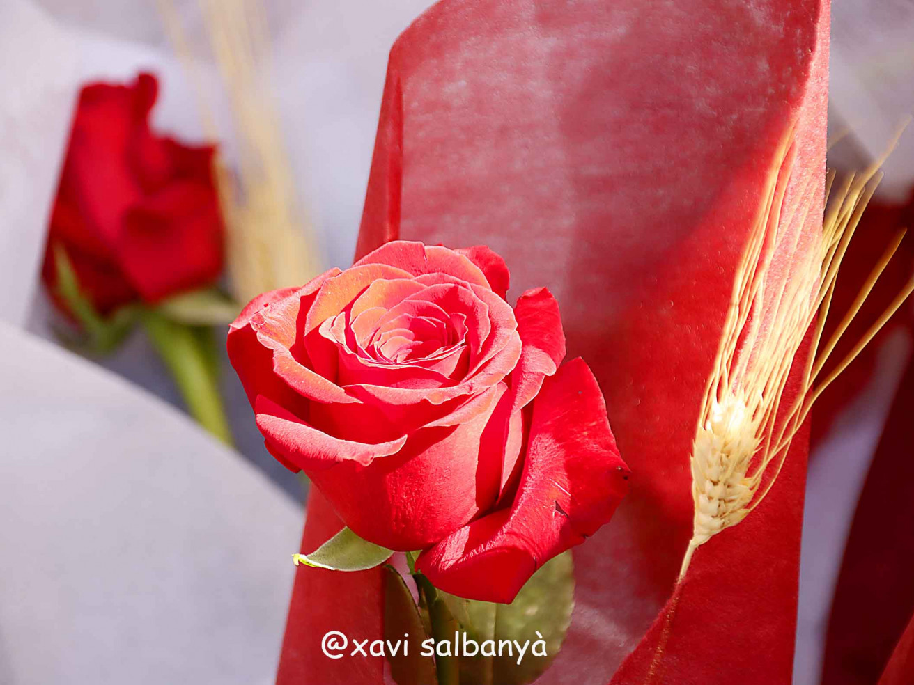 Sant Jordi 2023