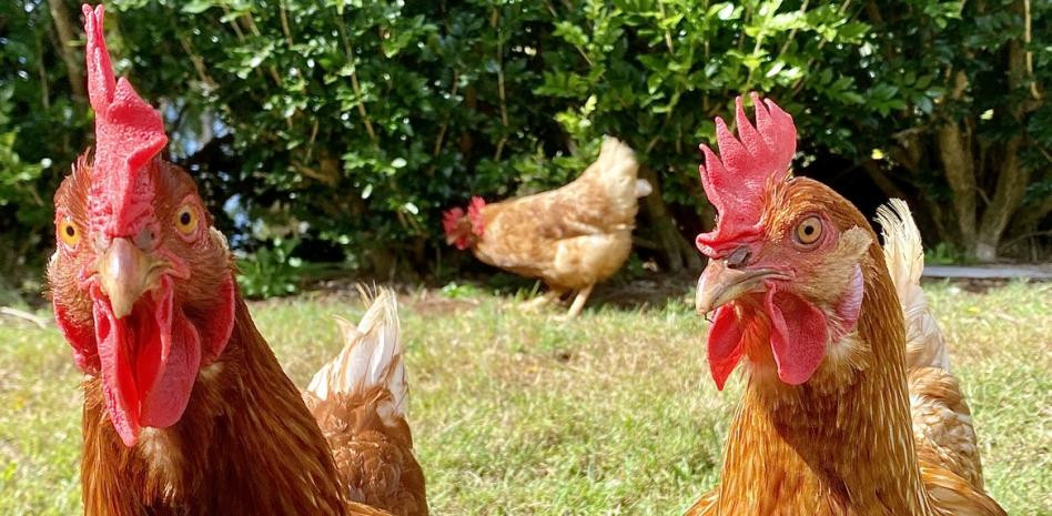 Gallines