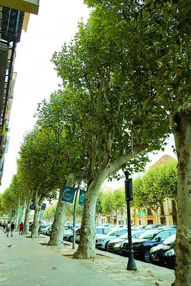 Arbres riera   xs