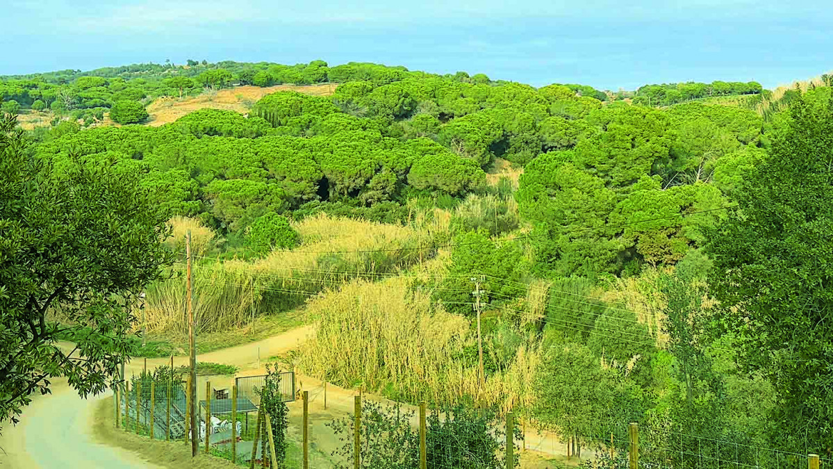 Bareutronqueda