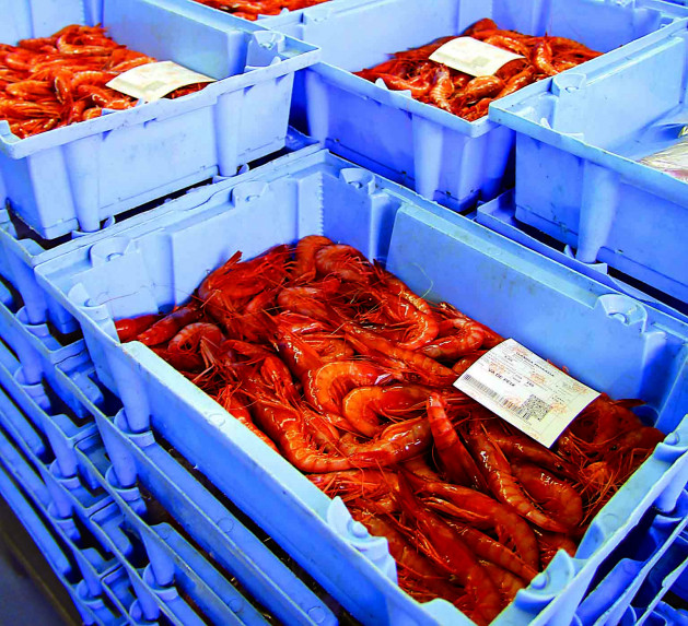 Gamba d'arenys   XS