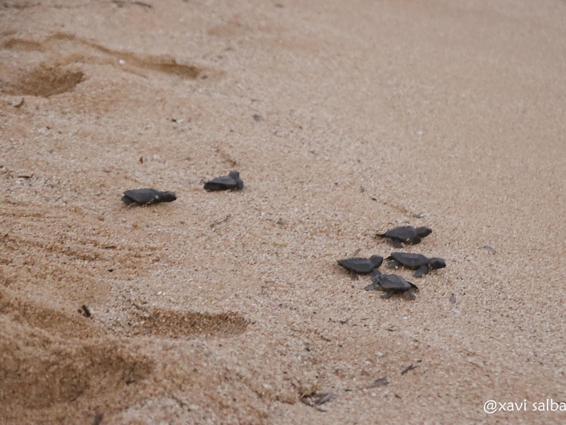 Alliberament de les tortuguetes